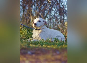 Fanton VA- kleiner Schatz auf der Suche nach Sicherheit und Liebe