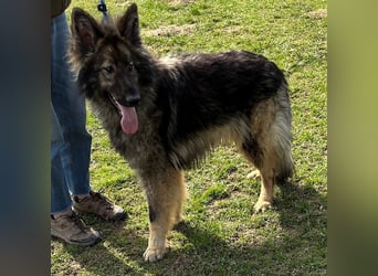 Balto