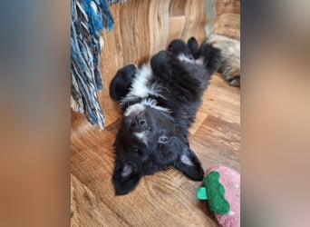 Border Collie Schäferhund Welpe