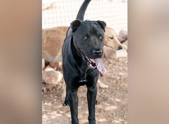 Perengano, traumhafter Shar Pei-Mix, freundlich verspielt und verkuschelt