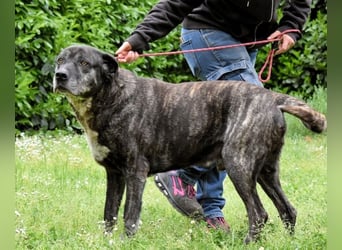 Biggie - Schoßhund im XXXL-Format?