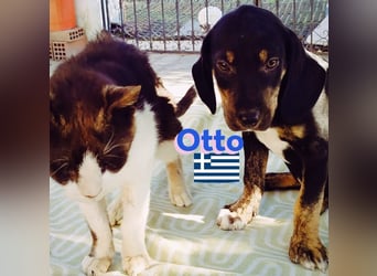 Otto, 01/25 - aktives Schlappohr sucht Familie