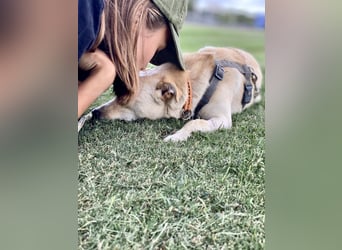 Olandesina: verschmuster Anfängerhund