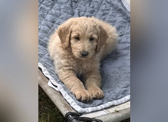 Goldendoodle mini Medium Doodle Abgabe an Pfingsten