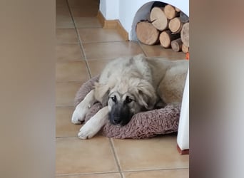 Alex, lieb, menschenbezogen, sehr sozial und katzenvertäglich