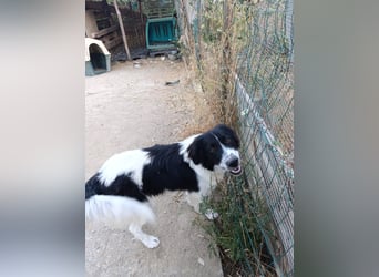 Nilo : “ Wann geht’s los mit dem Familienhundedasein?“