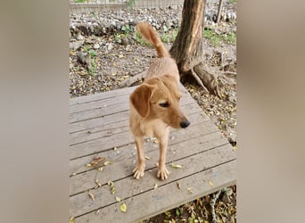 Kuckuck, wer schenkt Traumhund OLIVER ein liebevolles Zuhause?