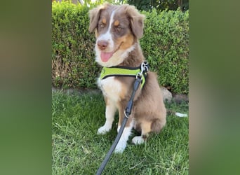 1 kleine Australian Shepherd Hündin( Welpe) braun/redtri (Minimix/Reinrassig)+ Gesundheitszeugnis