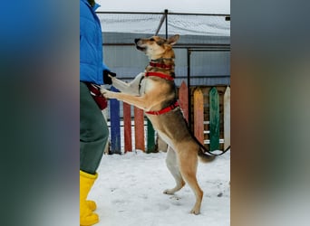 Kipa - eine treue Seele voller Liebe!