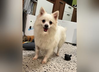 Lumi SR – kleine Hündin sucht ihr Für-immer-Zuhause
