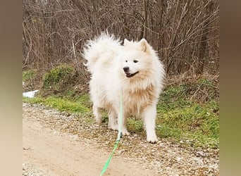 ❤️ wunderschöner Samojede LEO - 3 Jahre, 55cm/25kg