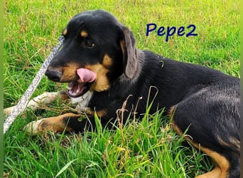 Pepe2 06/2024 (GRC) - aufgeschlossener, süßer und neugieriger Junghund!