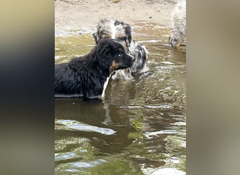 BernerSenne/ Australian Shepard