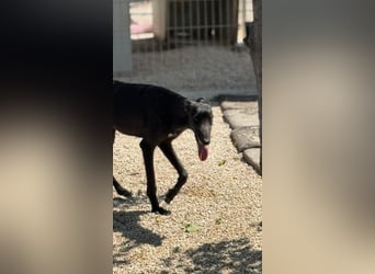 Neo, lieb und schüchtern