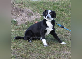 Peaches - Körbchen zum Glücklichsein gesucht