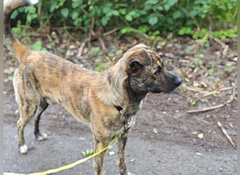 Buddy- der tollste Hund in den richtigen Händen