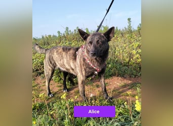 liebe Alice sucht sein kuscheliges Zuhause