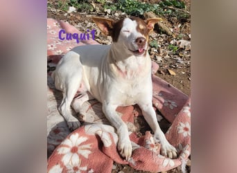 Cuqui1 06/2019 (ESP) - entspannte und liebe kleine Ratonero Bodeguero Andaluz Hündin!