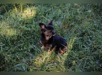 KIKI - wer möchte mit der kleinen Maus knuddeln, spielen, lernen und ihr ein Zuhause schenken??