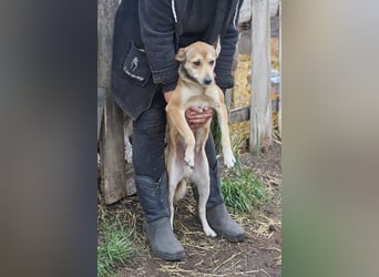 Kleiner Tierschutzhund Bröse❤️sucht Zuhause oder Pflegestelle