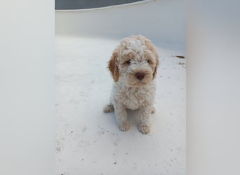 Lagotto Romagnolo