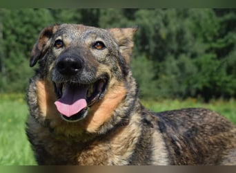 Liebevolle Hündin Taya❤️sucht Pflege- oder Endstelle