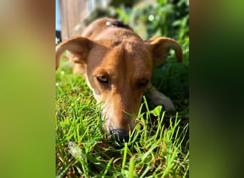 Walburga, !!! SOS !!!!  PS Oberkochen liebevolle, kleine Hündin sucht Ihr Körbchen