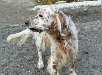 Hercules - Ein Setter mit Geschichte und großem Herzen