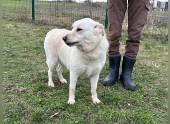 Fibi, geboren 01.06.2021, 50cm sucht ihr Körbchen
