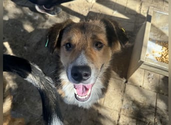 ♥MORITZ♥ wunderschöner kleiner Sonnenschein, der sich unter den großen Hunden behaupten muss 40 cm