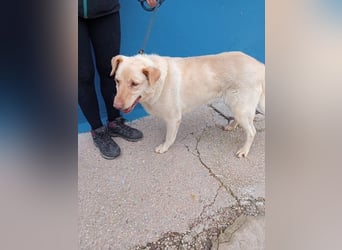 Laika, hofft auf ihre Ausreise ins Glück