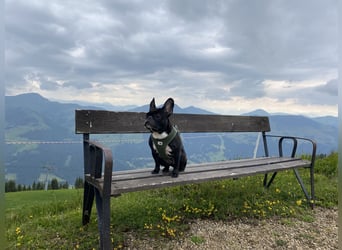 Frenchie Hündin sucht neue Familie