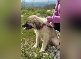 Liesa sucht ihr großes Glück