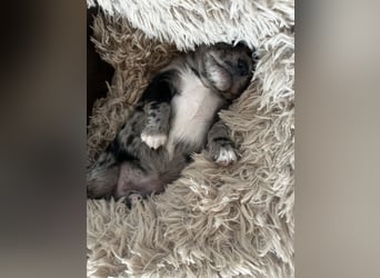 Chihuahua mix Welpen