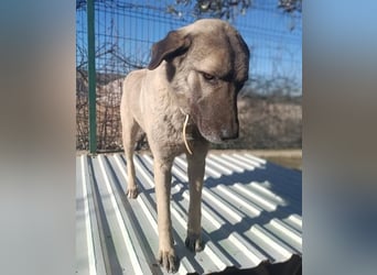 Beka großer Kangal Mischling Hündin sucht Zuhause für immer
