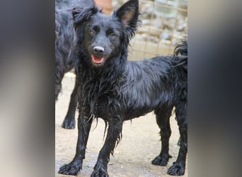 Kuschelkönigin CAPRI liebt die Nähe der Menschen sehr
