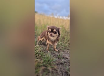 Chihuahua Rüde 