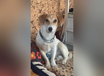 Pimpa, ca. 8 Monate, 35cm sucht ihr Zuhause
