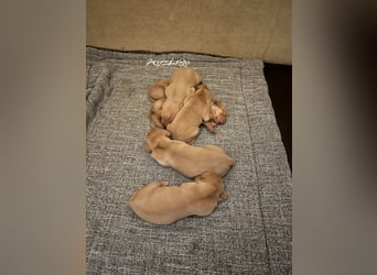 Magyar Vizsla Welpen