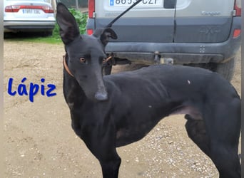 Lápiz 09/2023 (ESP) - freundlicher und athletischer, hübscher Galgo!
