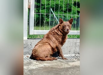ältere Mischlings Hündin Babsi sucht ein Zuhause oder Pflegestelle
