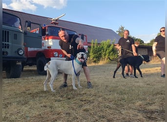 Dogo Argentino