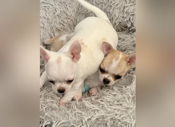 Chihuahua Rüden 9 Wochen alt mit Ahnentafel