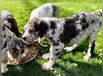 Superschöne nicht ganz reinrassige Deutsche Doggenwelpen können bald ausziehen