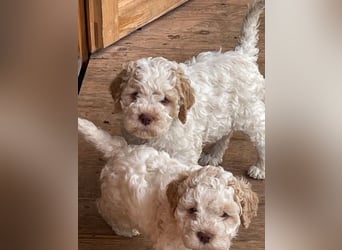 Lagotto Romagnolo - Welpe sucht ab Mitte Juli neues Zuhause