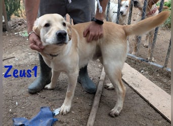 Zeus1 geb. 08/2024 (ESP) - sportlicher und cleverer, junger Labrador!