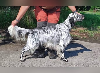 English setter Rüde Welpe