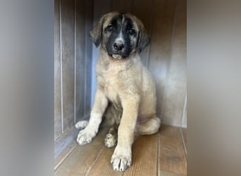Twixx, geb. ca. 03/2025, lebt in GRIECHENLAND, im städt. Tierheim Serres