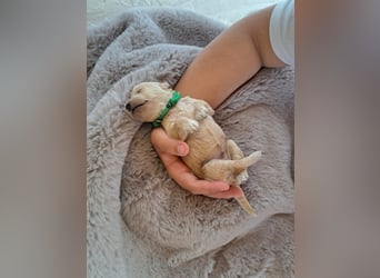 Maltipoo Welpen
