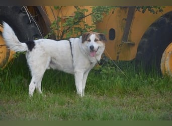 Sharky - Großer gemütlicher Bär sucht Familie zum Liebhaben (47839 Krefeld)